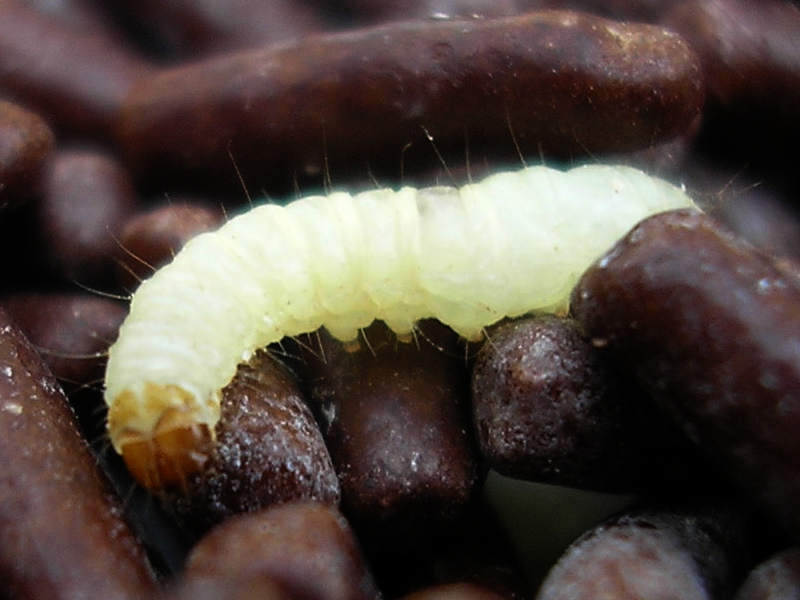 Larva potravinového mola