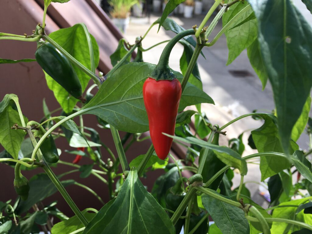 Červená a zelené chilli papričky dozrávající na rostlině mezi listy.