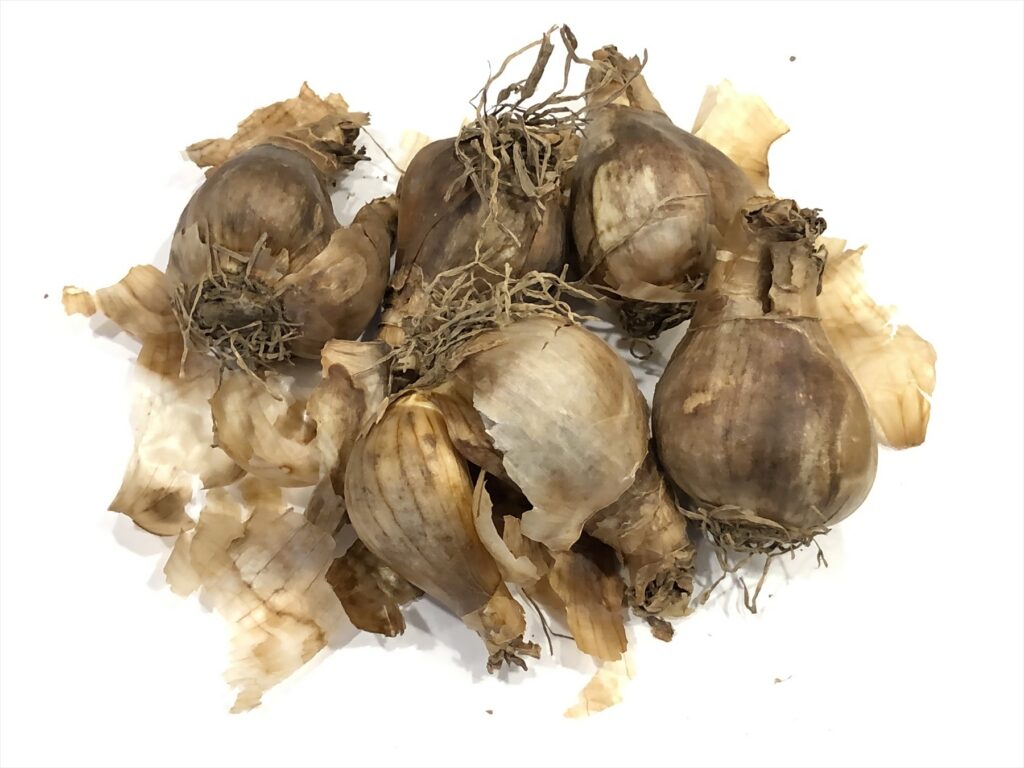 Hnědé cibule narcisů se suchými kořeny na bílém podkladu