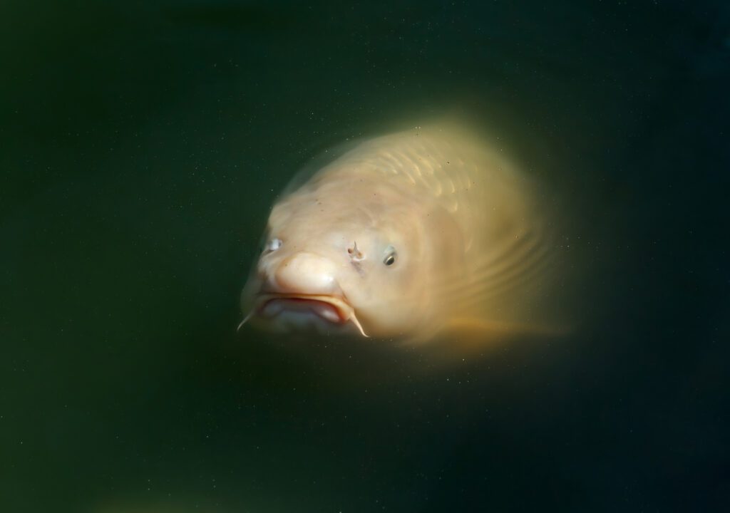 Ryby koi plavou v zahradním jezírku obklopeném rostlinami