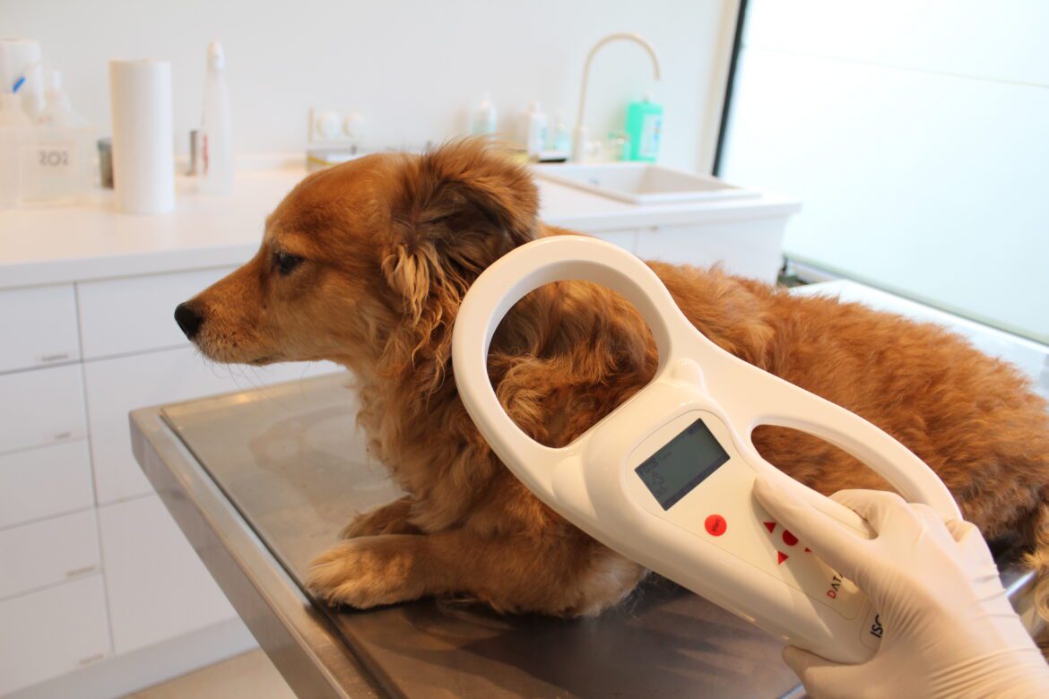 Ruka veterináře přikládá čtečku k šíji psa a načítá jeho mikročip