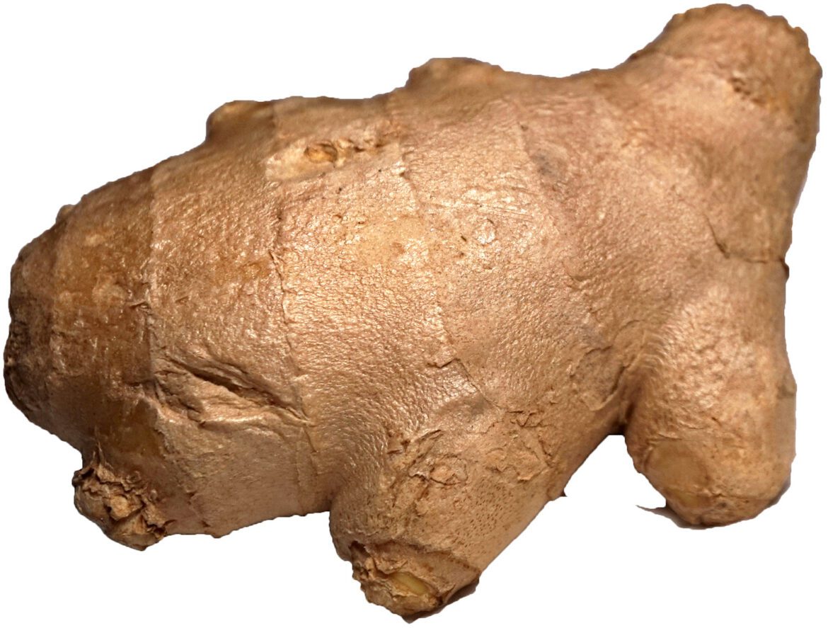 Detail neloupaného oddenku zázvoru na bílém pozadí