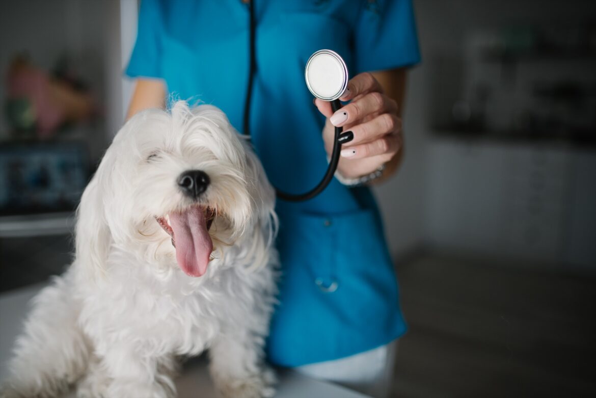 Bílý pes na vyšetřovacím stole a veterinář v modrém oděvu se stetoskopem