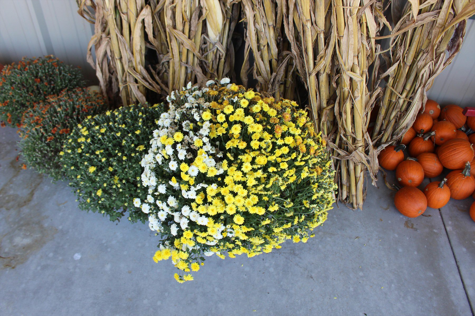 Bílé a žluté chryzantémy vedle suchých kukuřičných stonků a malých oranžových dýní